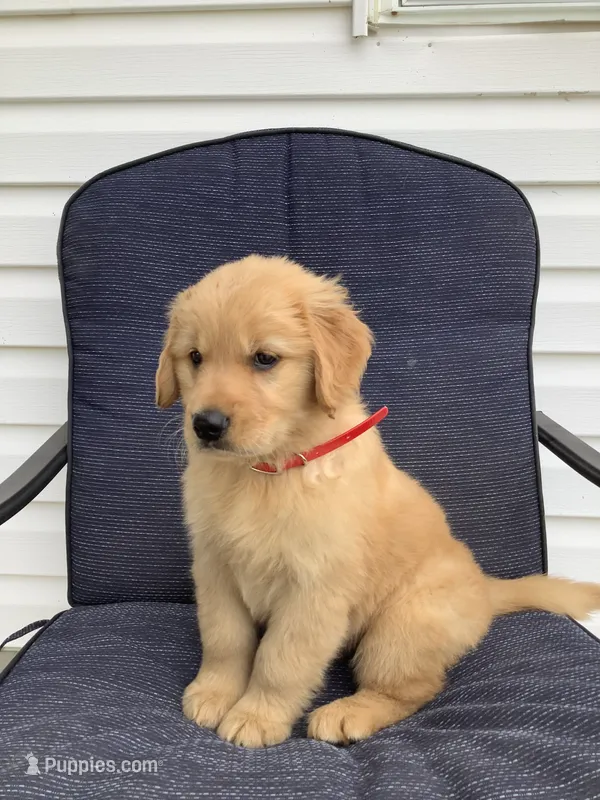 Lila – Golden Retriever puppy for sale in Baltic, OH