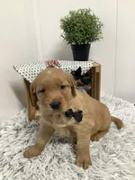 Fido, a male Golden Retriever for sale in Baltic, OH – 3 of 10