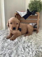 Myles, a male Golden Retriever for sale in Baltic, OH – 4 of 9