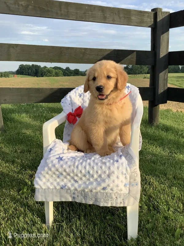 Lila – Golden Retriever puppy for sale in Baltic, OH