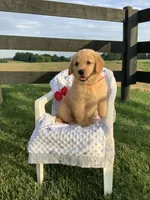 Lila, a female Golden Retriever for sale in Baltic, OH – 3 of 8