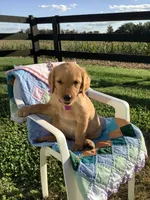 Laina , a female Golden Retriever for sale in Baltic, OH – 2 of 10