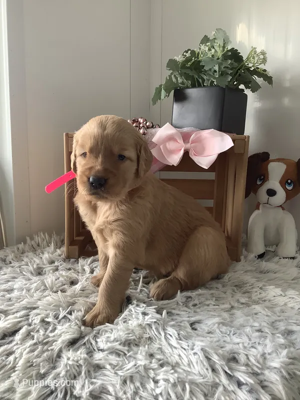 Sunshine  – Golden Retriever puppy for sale in Baltic, OH