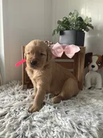Sunshine , a female Golden Retriever for sale in Baltic, OH – 2 of 7