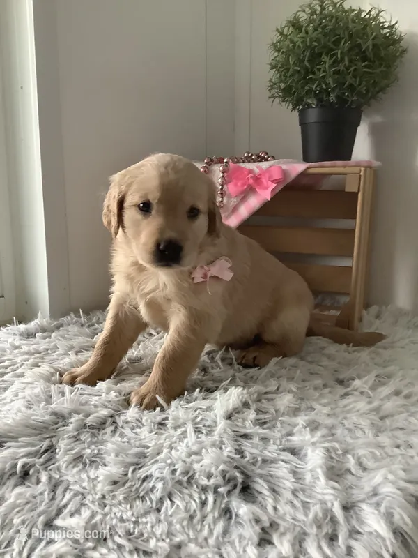 Penny – Golden Retriever puppy for sale in Baltic, OH
