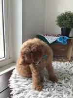 Lee F1bb golden doodle , a male Goldendoodle for sale in Baltic, OH – 5 of 9