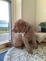 Sonny F1b standard , a male Goldendoodle for sale in Baltic, OH – Photo 4 of 7