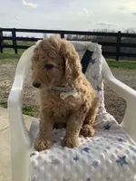 Sonny F1b standard , a male Goldendoodle for sale in Baltic, OH – Photo 3 of 8