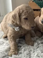 Sonny F1b standard , a male Goldendoodle for sale in Baltic, OH – Photo 3 of 6