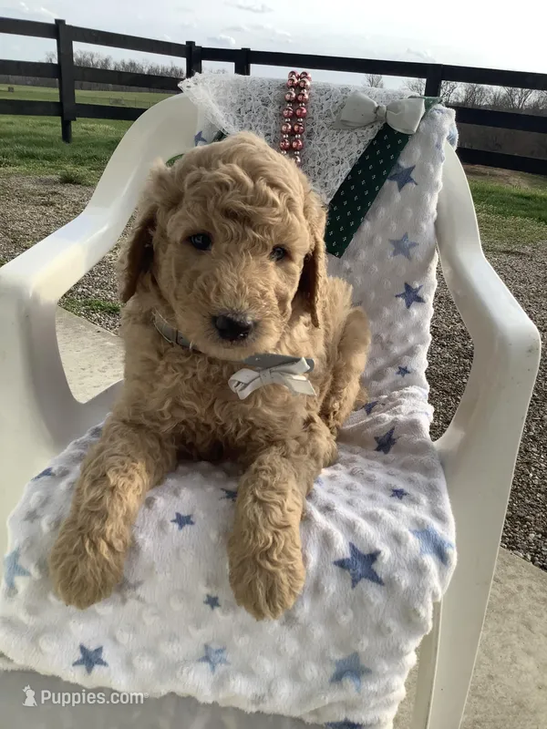 Sonny F1b standard  – Goldendoodle puppy for sale in Baltic, OH