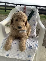 Sonny F1b standard , a male Goldendoodle for sale in Baltic, OH – Photo 1 of 8