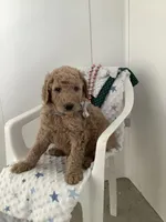 Sonny F1b standard , a male Goldendoodle for sale in Baltic, OH – Photo 4 of 8