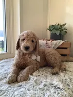 Sonny F1b standard , a male Goldendoodle for sale in Baltic, OH – Photo 3 of 7