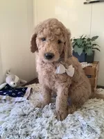 Sonny F1b standard , a male Goldendoodle for sale in Baltic, OH – Photo 5 of 7