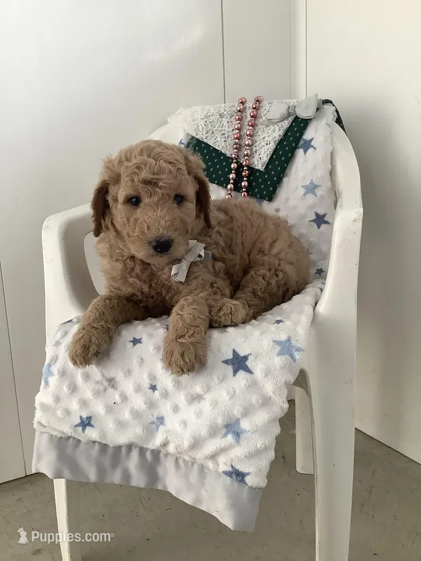 Sonny F1b standard  – Goldendoodle puppy for sale in Baltic, OH