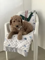 Sonny F1b standard , a male Goldendoodle for sale in Baltic, OH – Photo 6 of 8