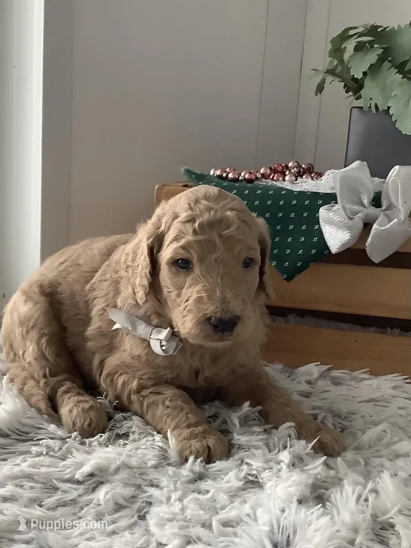 Sonny F1b standard  – Goldendoodle puppy for sale in Baltic, OH
