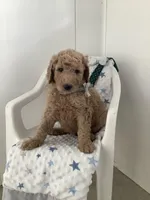 Sonny F1b standard , a male Goldendoodle for sale in Baltic, OH – Photo 5 of 8