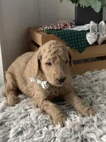 Sonny F1b standard , a male Goldendoodle for sale in Baltic, OH – Photo 4 of 6