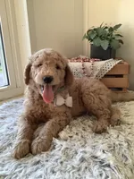 Sonny F1b standard , a male Goldendoodle for sale in Baltic, OH – Photo 2 of 7