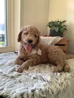 Sonny F1b standard , a male Goldendoodle for sale in Baltic, OH – Photo 1 of 7