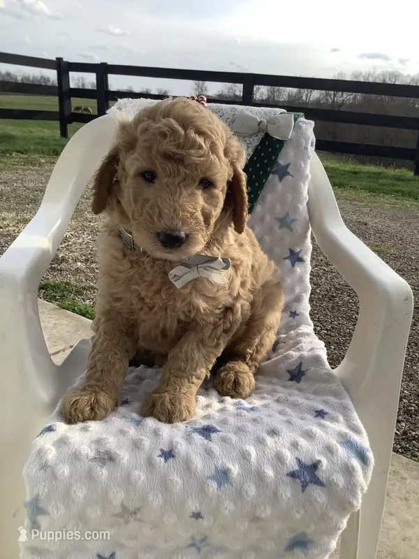 Sonny F1b standard  – Goldendoodle puppy for sale in Baltic, OH