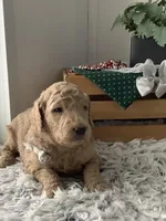 Sonny F1b standard , a male Goldendoodle for sale in Baltic, OH – Photo 2 of 6