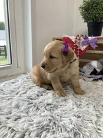 Kenzie, a female Golden Retriever for sale in Baltic, OH – 4 of 7