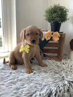 Jose, a male Golden Retriever for sale in Baltic, OH – 4 of 8