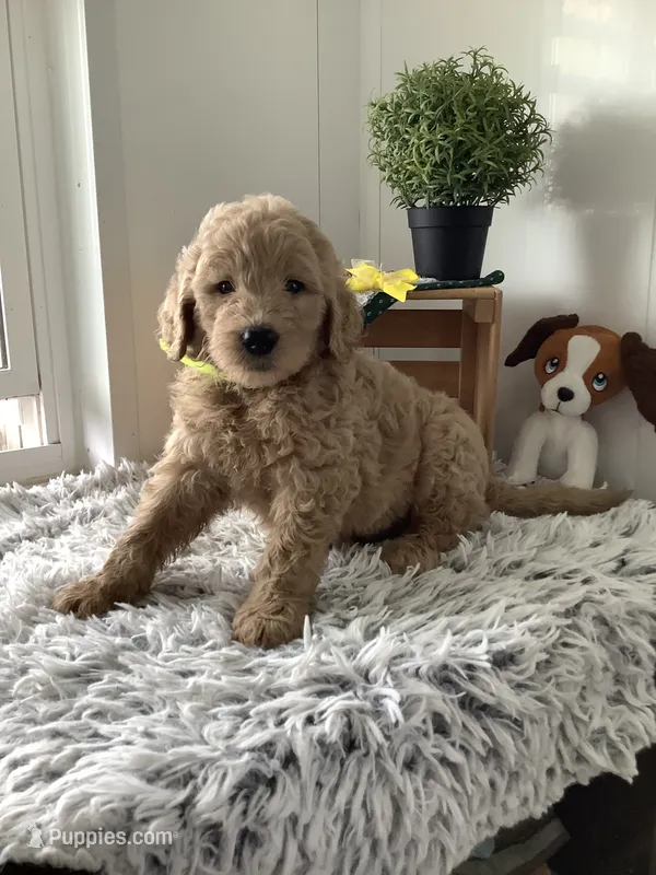 Ryan -F1b  – Goldendoodle puppy for sale in Baltic, OH