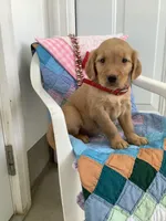 Sheila , a male Golden Retriever for sale in Baltic, OH – 3 of 9