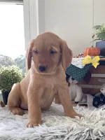 Leo , a male Golden Retriever for sale in Baltic, OH – 6 of 10