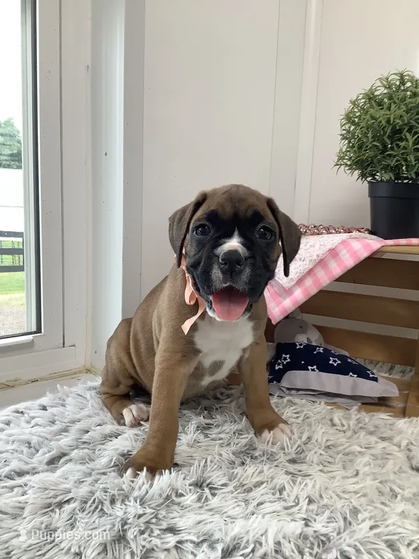 Susie – Boxer puppy for sale in Baltic, OH