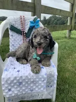 F1bb Goldendoodle- Rex, a male Goldendoodle for sale in Baltic, OH – 5 of 7