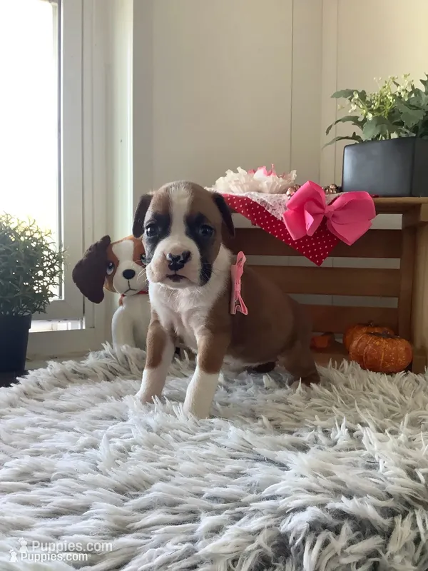Lady  – Boxer puppy for sale in Baltic, OH