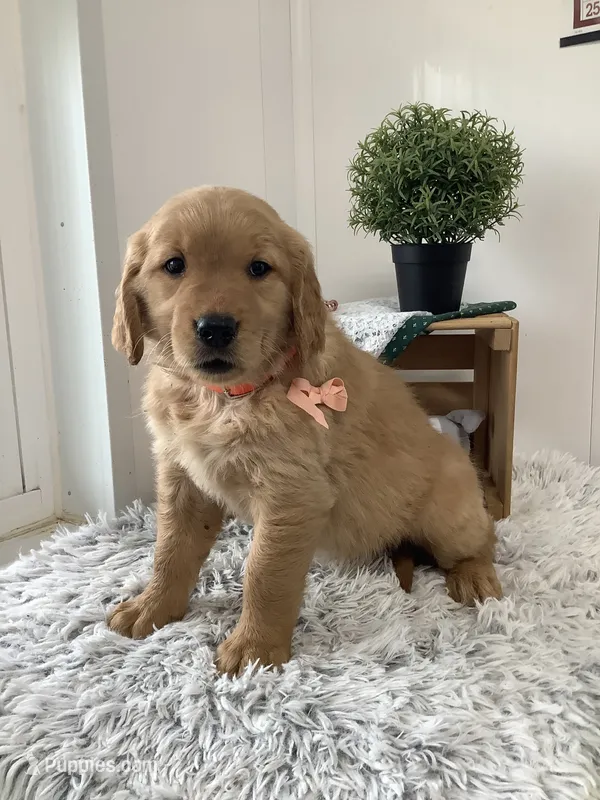 Bingo – Golden Retriever puppy for sale in Baltic, OH