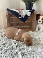 Marshall, a male Golden Retriever for sale in Baltic, OH – 1 of 8