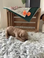 Ronnie -F1b , a male Goldendoodle for sale in Baltic, OH – 5 of 8