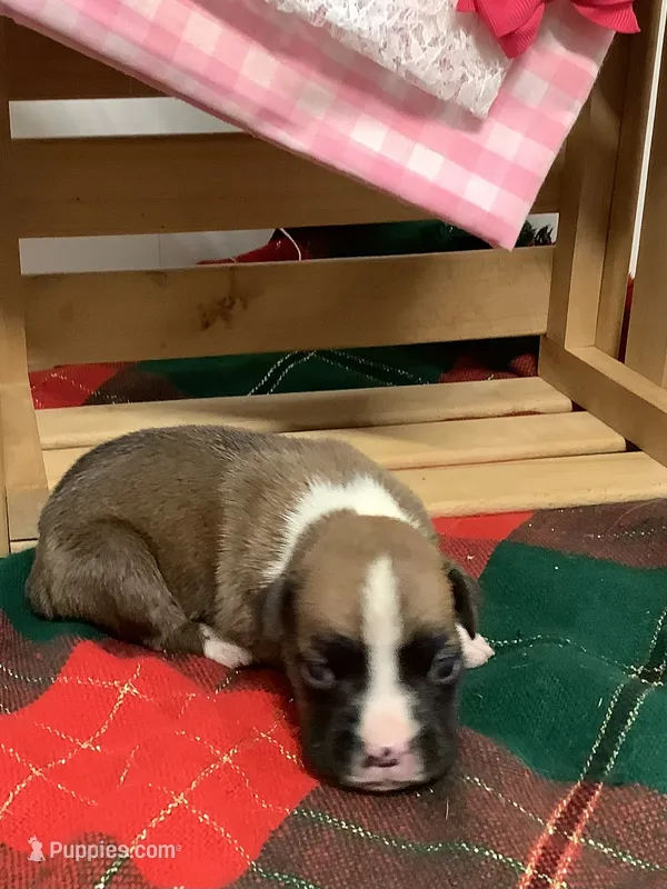 Lady  – Boxer puppy for sale in Baltic, OH