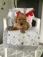 Kallie , a female Golden Retriever for sale in Baltic, OH – 2 of 5