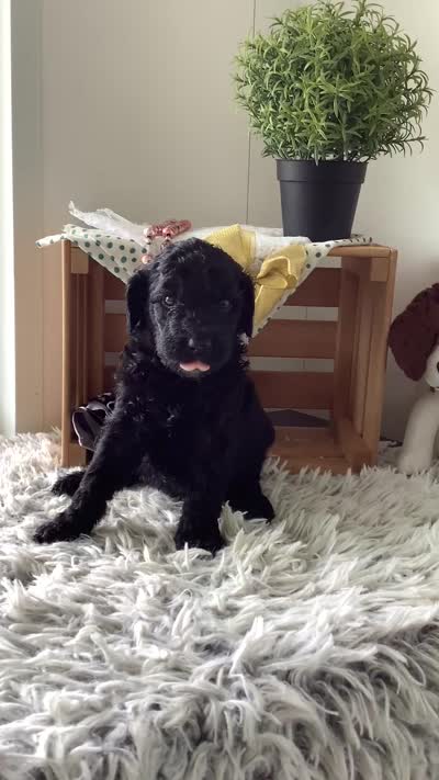 F1bb Goldendoodle - Macho, a male Goldendoodle for sale in Baltic, OH – 7 of 9