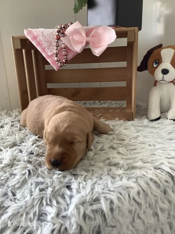 Sunshine  – Golden Retriever puppy for sale in Baltic, OH