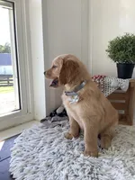 Wyatt, a male Golden Retriever for sale in Baltic, OH – 2 of 10
