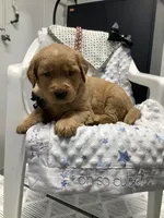 Fido, a male Golden Retriever for sale in Baltic, OH – 8 of 10