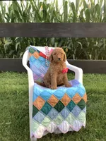 Ginger- F1bb Goldendoodle , a female Goldendoodle for sale in Baltic, OH – 3 of 10