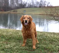 Kendra , a female Golden Retriever for sale in Baltic, OH – 2 of 3