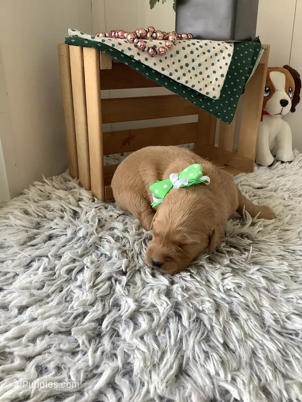 Ty – Golden Retriever puppy for sale in Baltic, OH