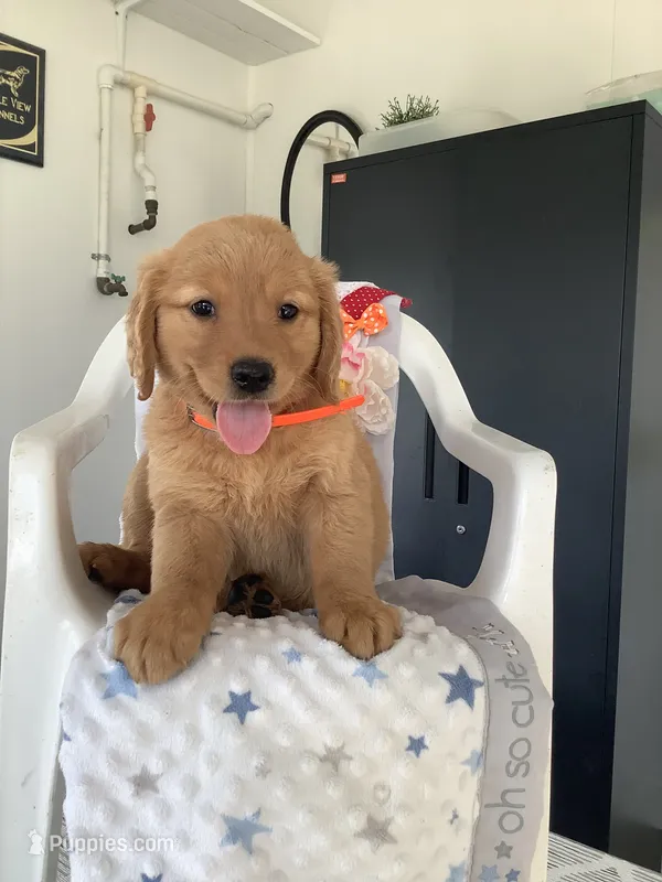 Sherry – Golden Retriever puppy for sale in Baltic, OH