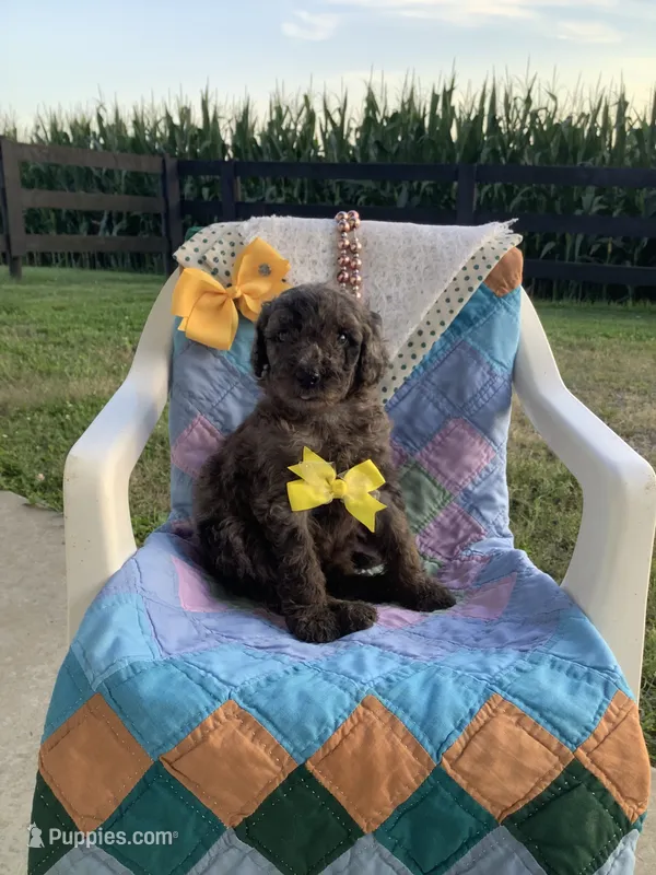 F1bb Goldendoodle- Rex – Goldendoodle puppy for sale in Baltic, OH