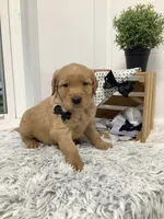 Fido, a male Golden Retriever for sale in Baltic, OH – 6 of 10